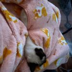 Snuggy Blanket Hoodie photo review