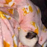 Snuggy Blanket Hoodie photo review